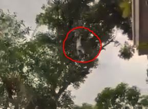 viral video, jack fruit