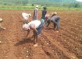 Potato cultivation