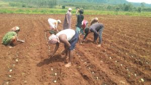 Potato cultivation