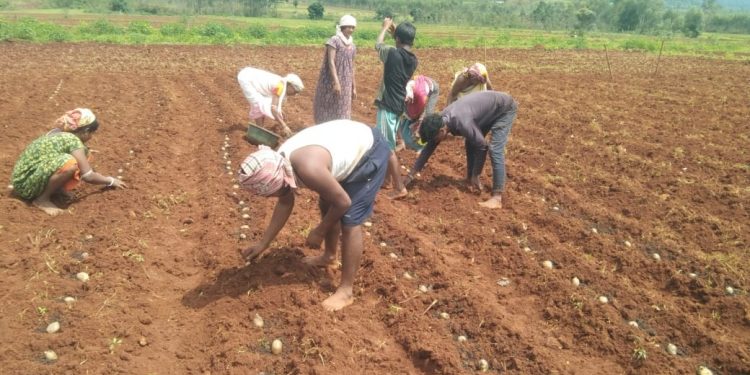 Potato cultivation