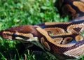 Africa Bell Python