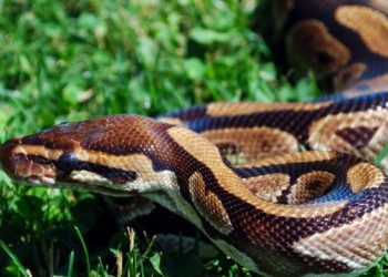 Africa Bell Python
