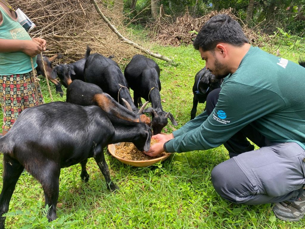Animal Charity