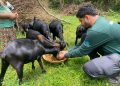 Animal Charity