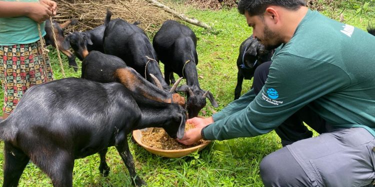 Animal Charity
