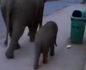 Viral video