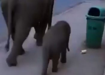 Viral video
