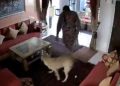 Viral video