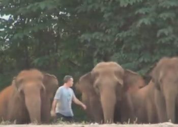 Emotional viral video: Caretaker returns after a year; what these elephants do next will shock you