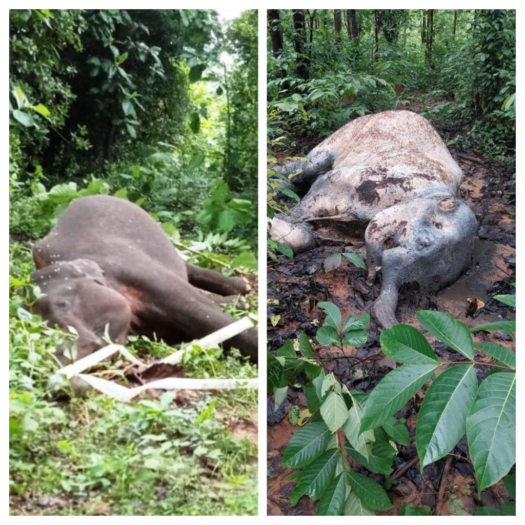 Elephant electrocuted