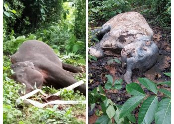 Elephant electrocuted