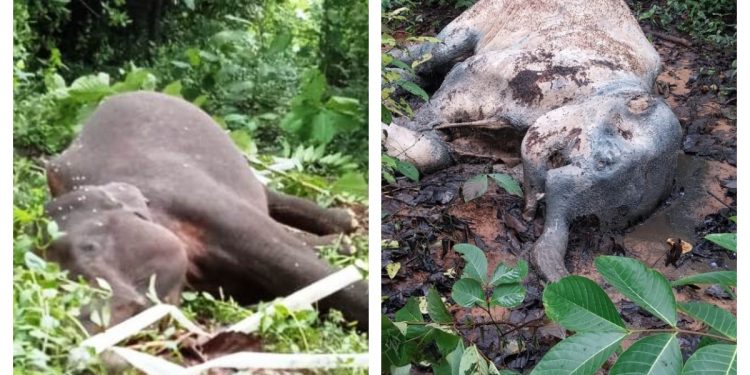 Elephant electrocuted