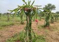 Dragon Fruit Cultivation