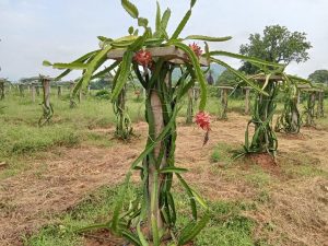 Dragon Fruit Cultivation