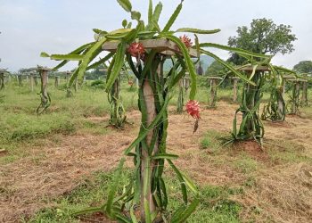 Dragon Fruit Cultivation