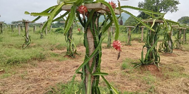 Dragon Fruit Cultivation