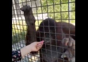 Cruel act