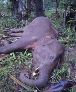 Elephant electrocuted