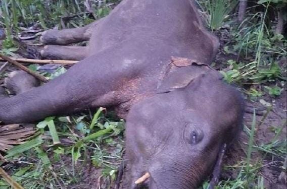 Elephant electrocuted