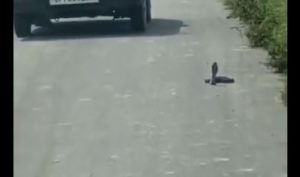 Viral video