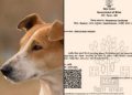 Viral news, dog babu