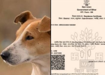 Viral news, dog babu