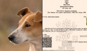Viral news_‘Dog Babu,’ son of ‘Kutta Babu,’ issued residence certificate in Bihar