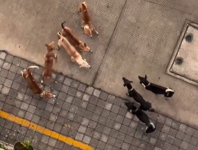Viral video