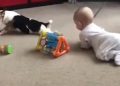 Viral video