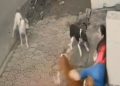 Viral video, dog