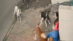 Viral video, dog