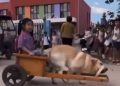 Viral video