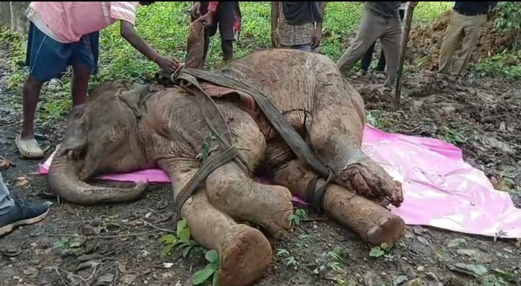 elephant dies
