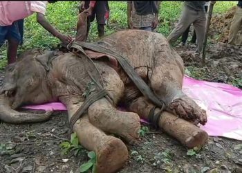 elephant dies