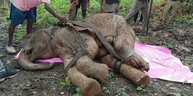 elephant dies
