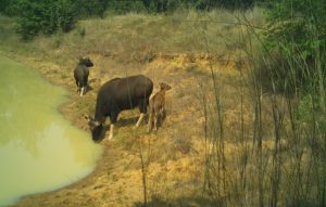 Gaur