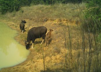 Gaur