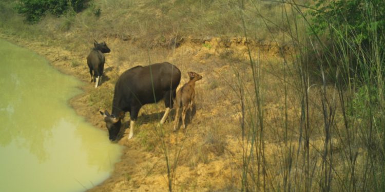 Gaur