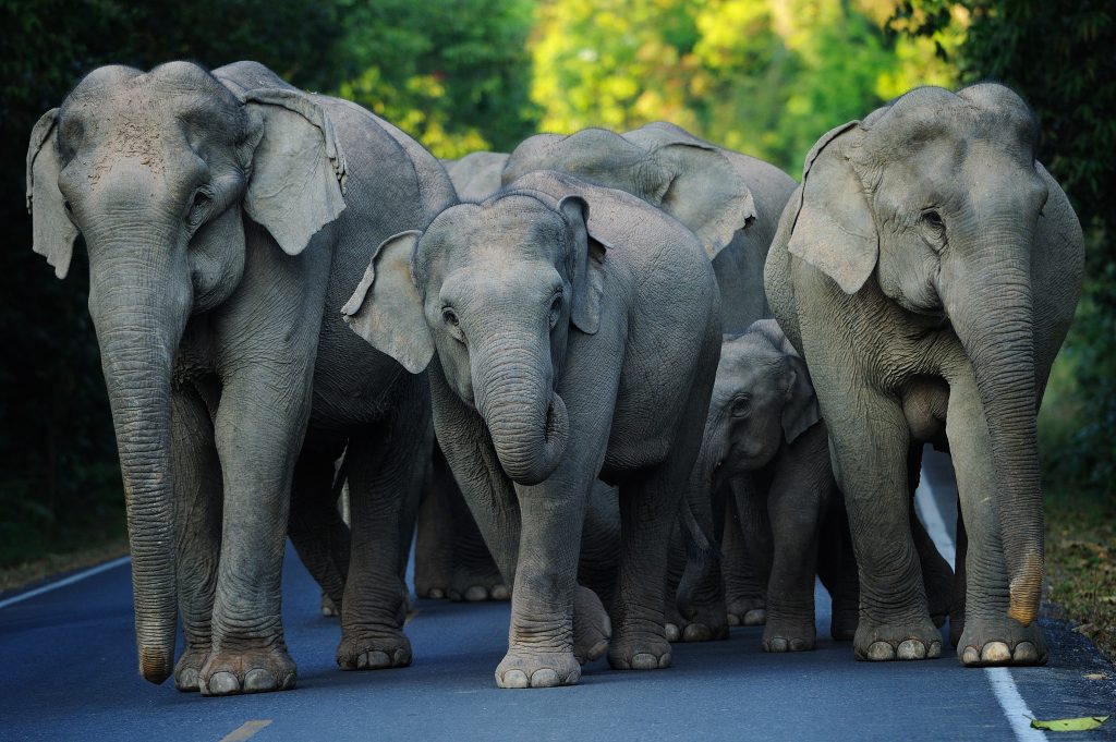 World Elephant Day