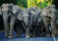 World Elephant Day