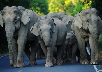 World Elephant Day