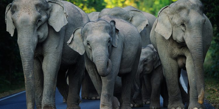 World Elephant Day