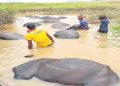 73 buffaloes die in Odisha’s Kendrapara district, probe underway