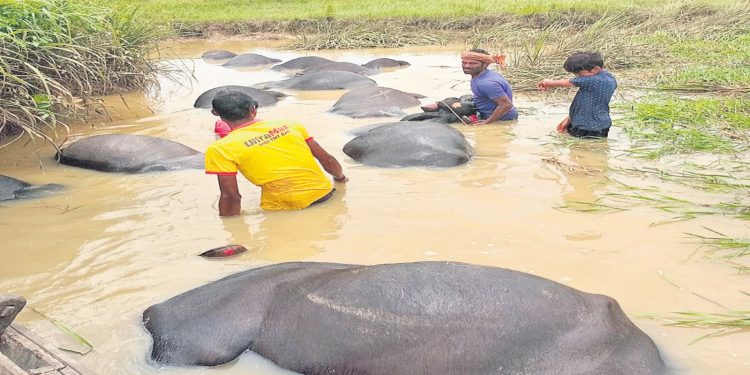 73 buffaloes die in Odisha’s Kendrapara district, probe underway