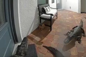 Viral video