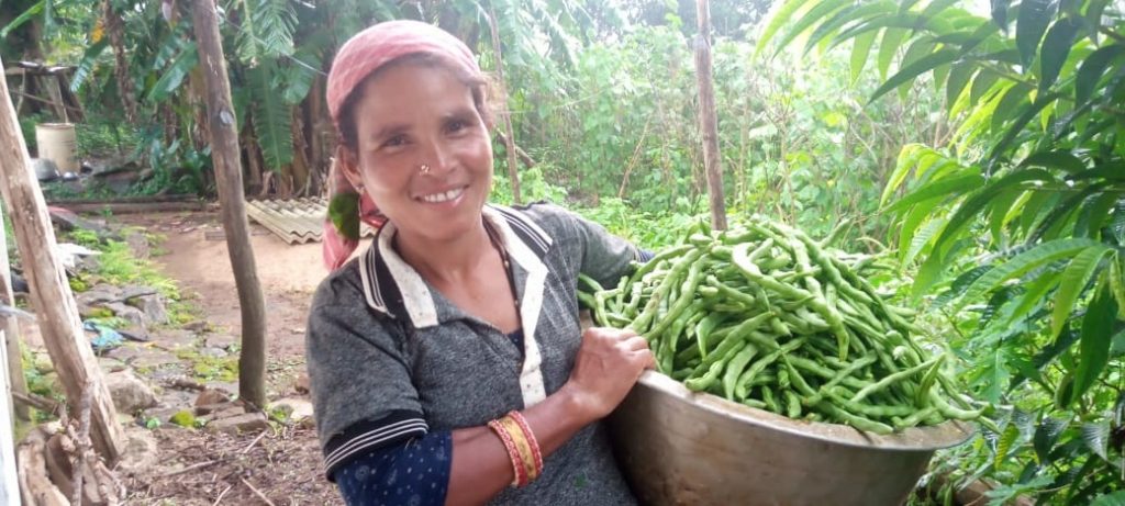 Beans farming