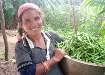 Beans farming