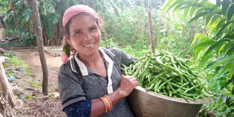 Beans farming