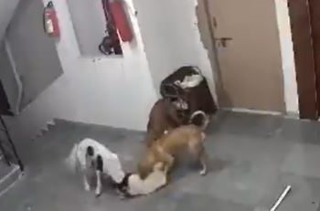 Viral video