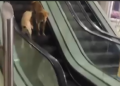 Viral video: Dog brawl erupts at metro station’s escalator; comments are hilarious